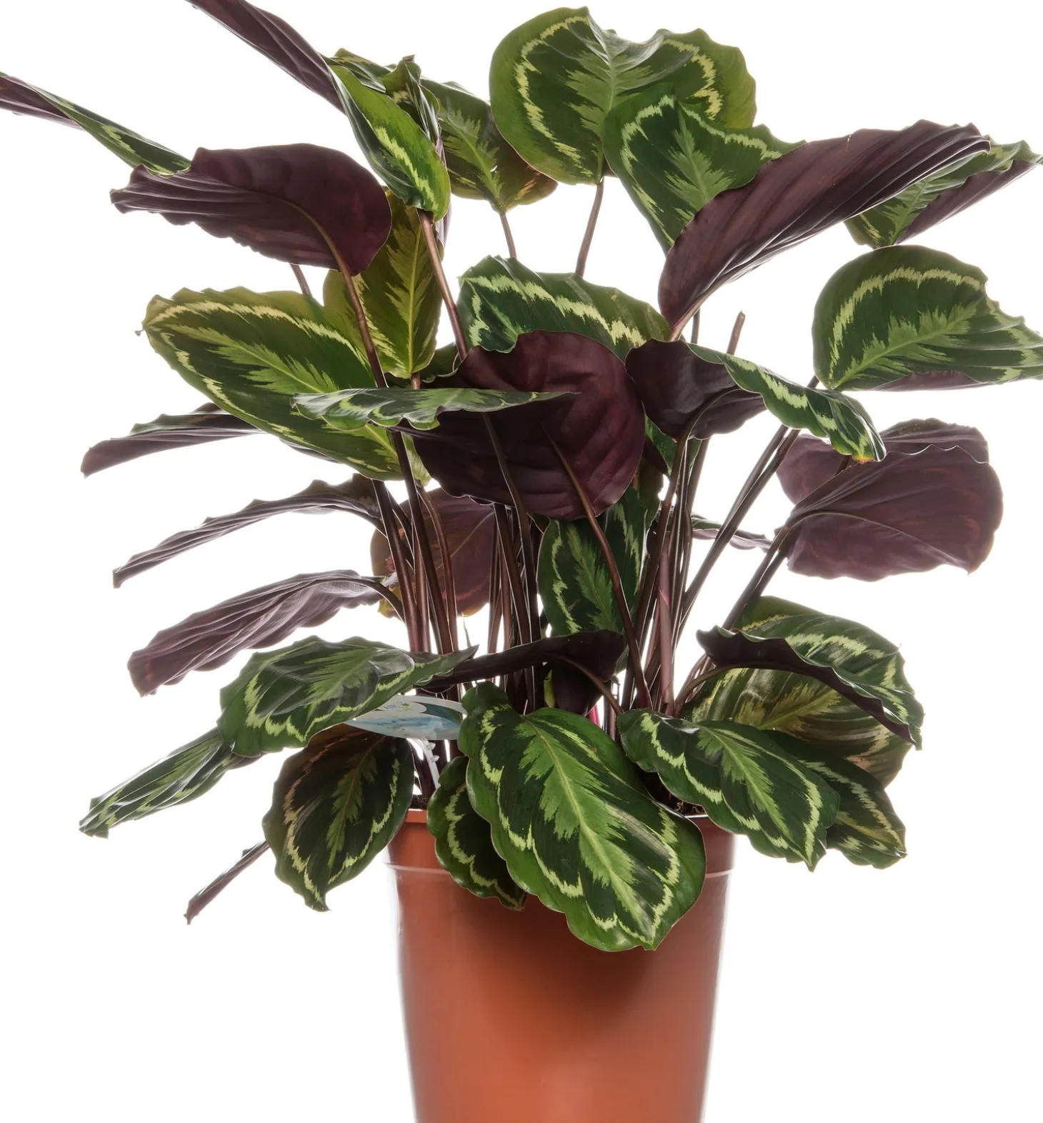 Calathea (Calathea 'Medallion') D 24 H 80 cm