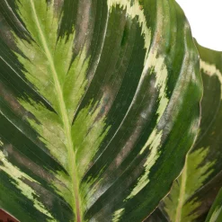 Calathea (Calathea 'Medallion') D 14 H 40 cm