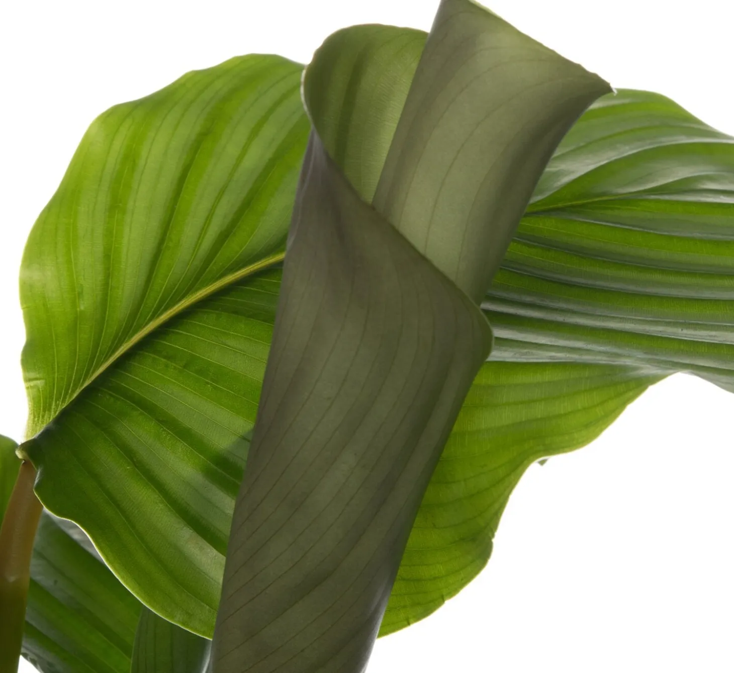 Calathea (Calathea orbifolia) D 14 H 50 cm