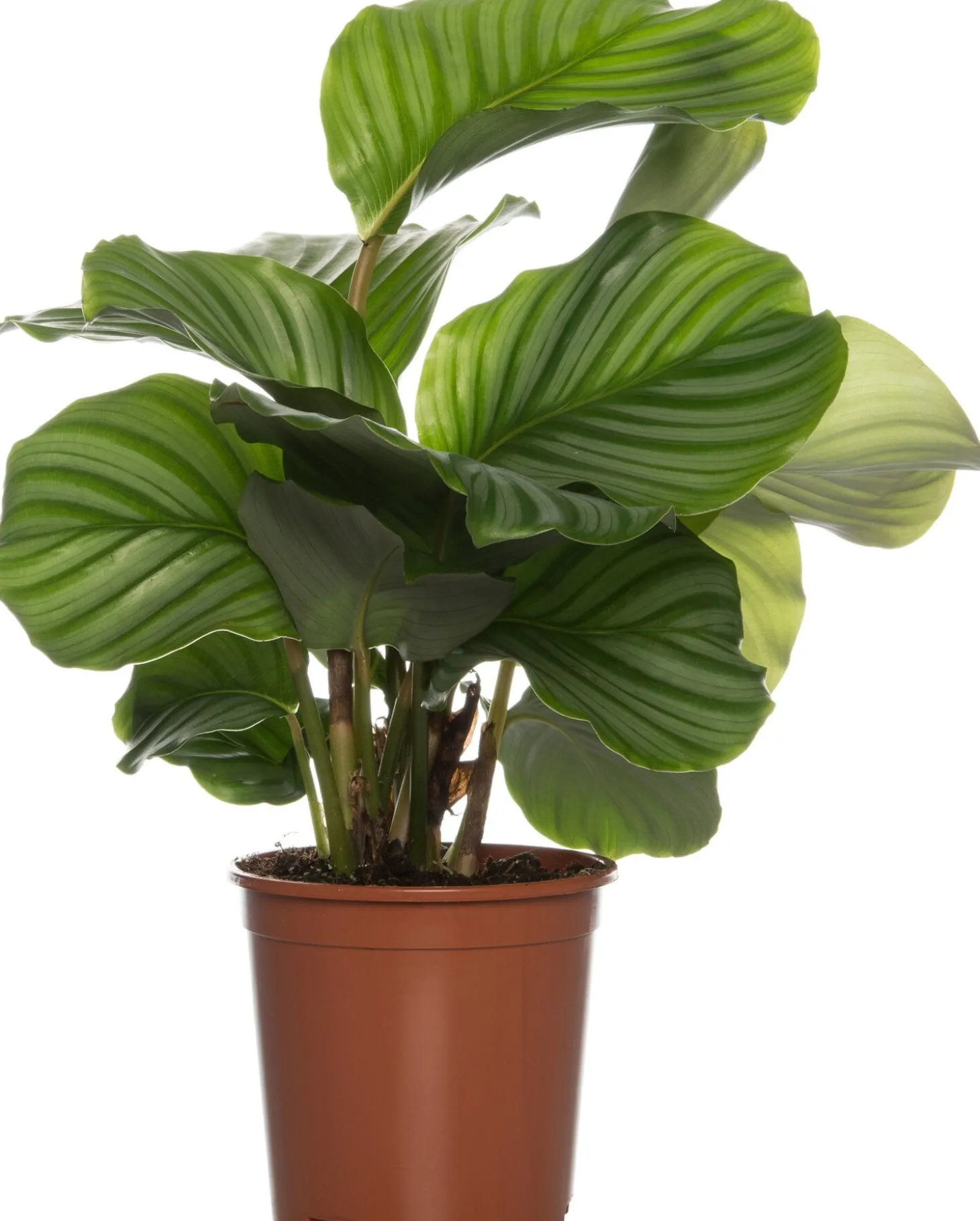 Calathea (Calathea orbifolia) D 14 H 50 cm