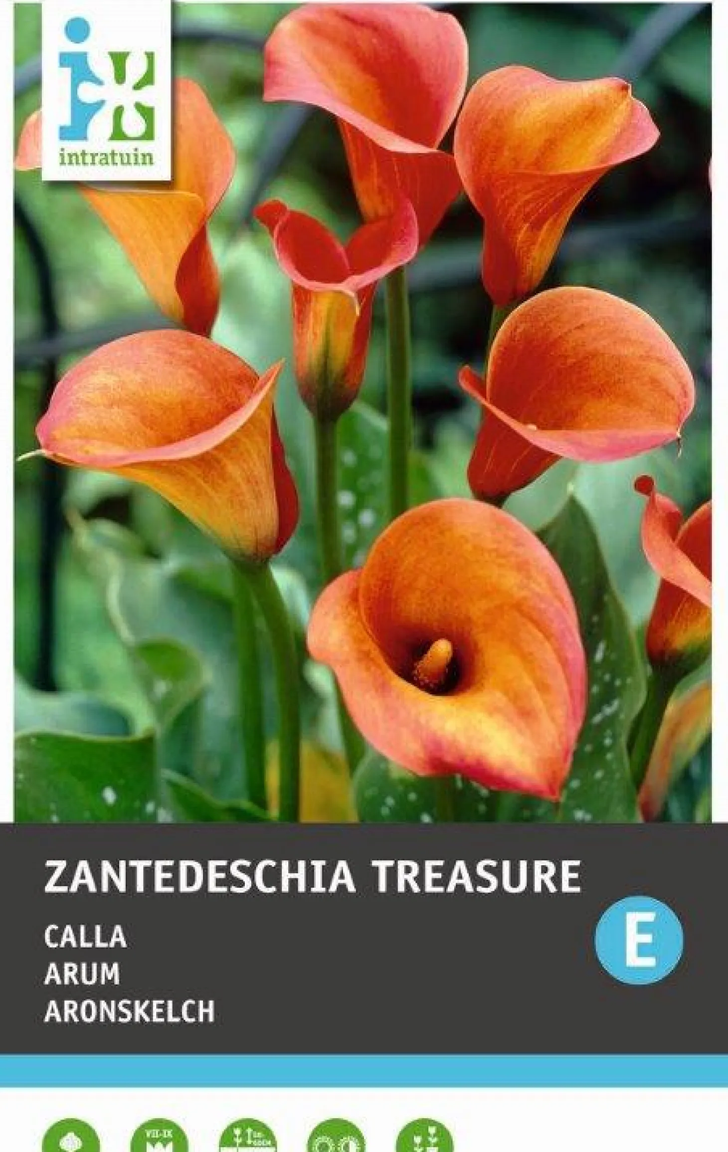 Calla (Zantedeschia 'Treasure') 2 stuks
