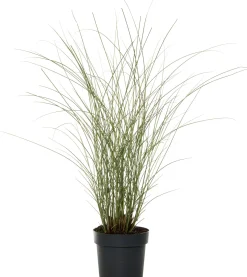 Chinees riet (Miscanthus sinensis 'Gracillimus') D 9 H 20 cm
