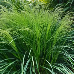 Chinees riet (Miscanthus sinensis 'Gracillimus') D 9 H 20 cm