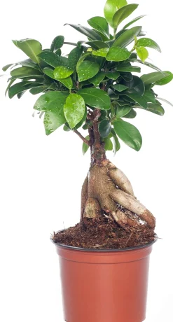 Chinese vijg (Ficus microcarpa 'Ginseng') D 12 H 35 cm