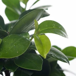 Chinese vijg (Ficus microcarpa 'Ginseng') D 12 H 35 cm