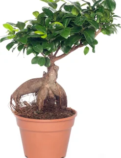 Chinese vijg (Ficus microcarpa 'Ginseng') D 15 H 40 cm