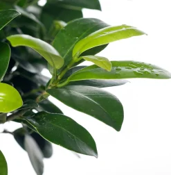Chinese vijg (Ficus microcarpa 'Ginseng') D 15 H 40 cm