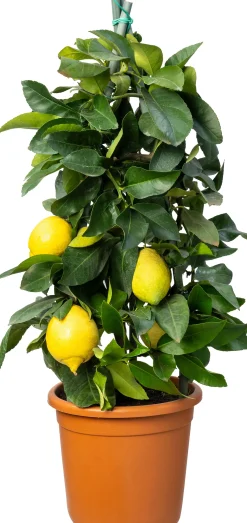 Citroenboom (Citrus sinensis 'Limon') D 20 H 80 cm