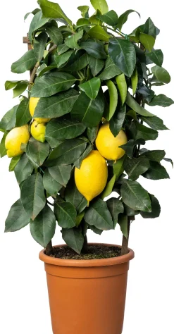 Citroenboom (Citrus sinensis 'Lemon') D 20 H 70 cm