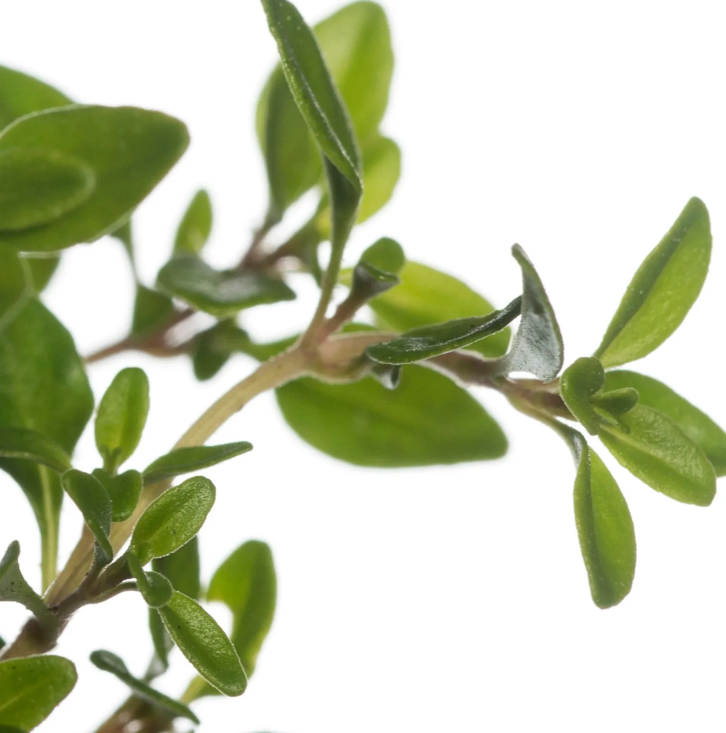 Citroentijm (Thymus citriodorus 'Aureus') D 11 cm