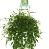 Codonanthe in hangpot (Codonanthe crassifolia) D 14 H 35 cm