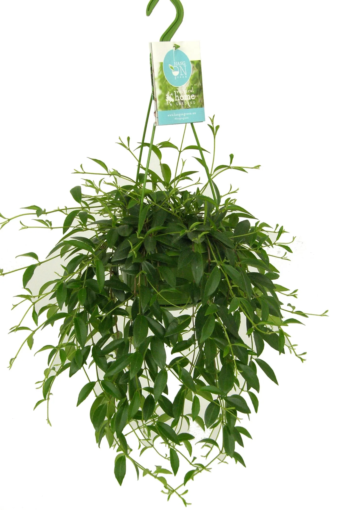 Codonanthe in hangpot (Codonanthe crassifolia) D 14 H 35 cm