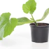 Courgette (Cucurbita Pepo)