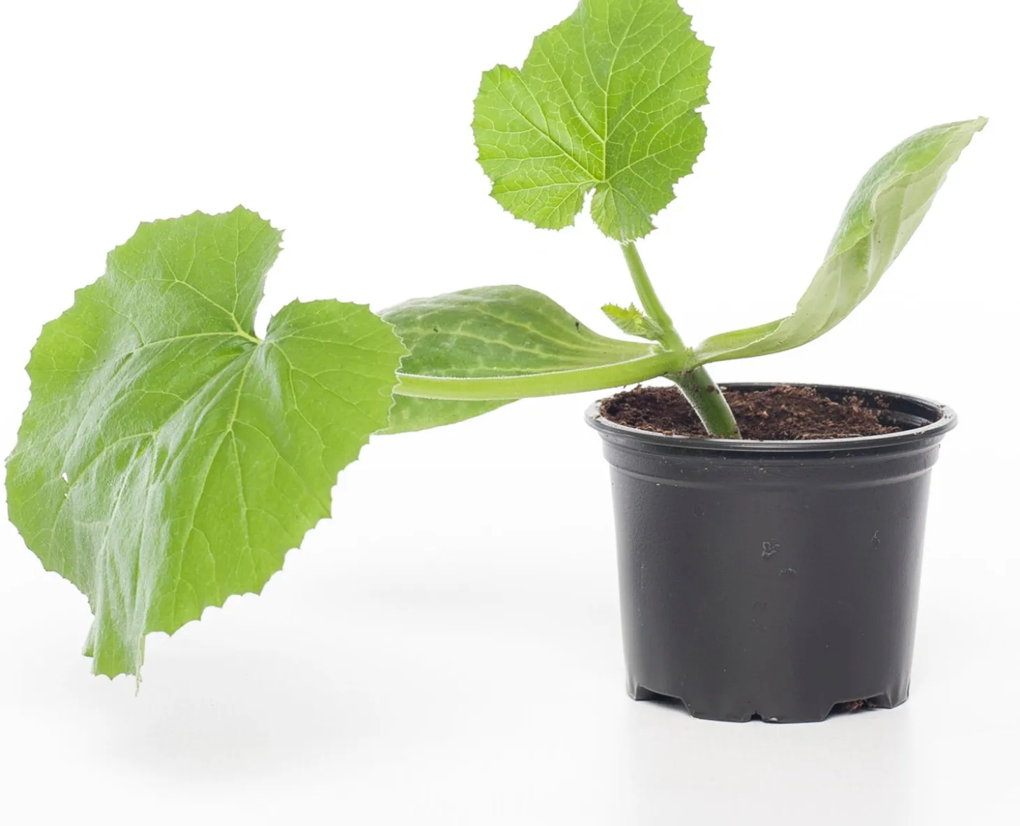 Courgette (Cucurbita Pepo)