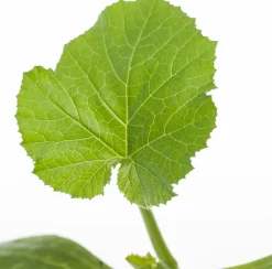 Courgette (Cucurbita Pepo)