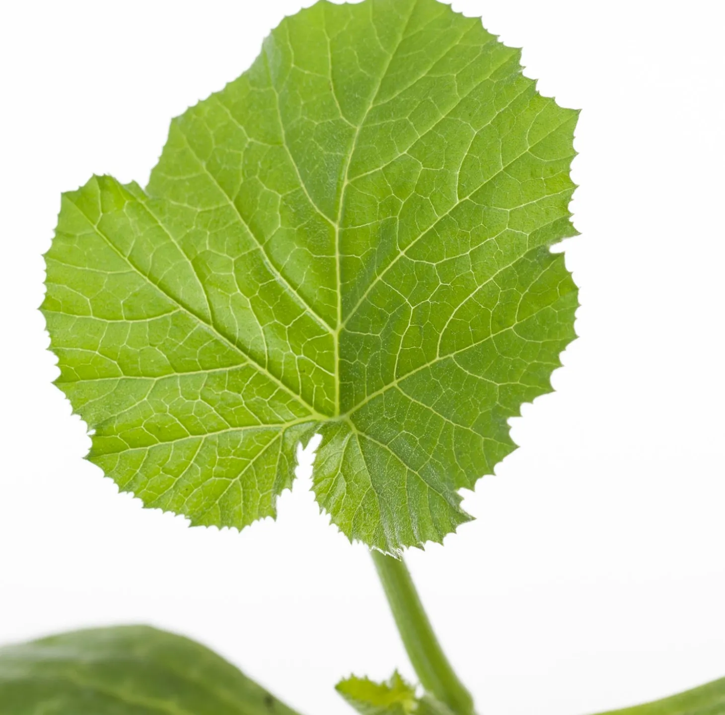 Courgette (Cucurbita Pepo)