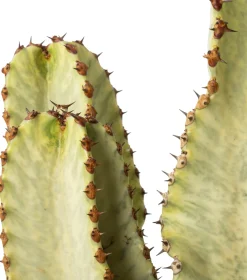 Cowboy-cactus (Euphorbia ingens 'Marmorata' D 26 H 70 cm