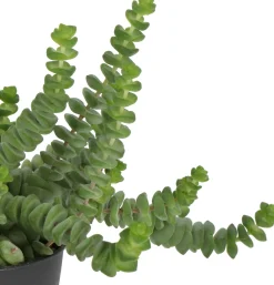 Crassula (Crassula 'Hottentot') D 11 H 15 cm