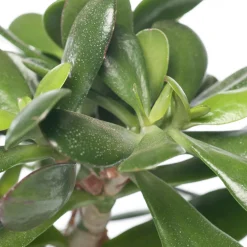 Crassula (Crassula ovata) D 17 H 25 cm