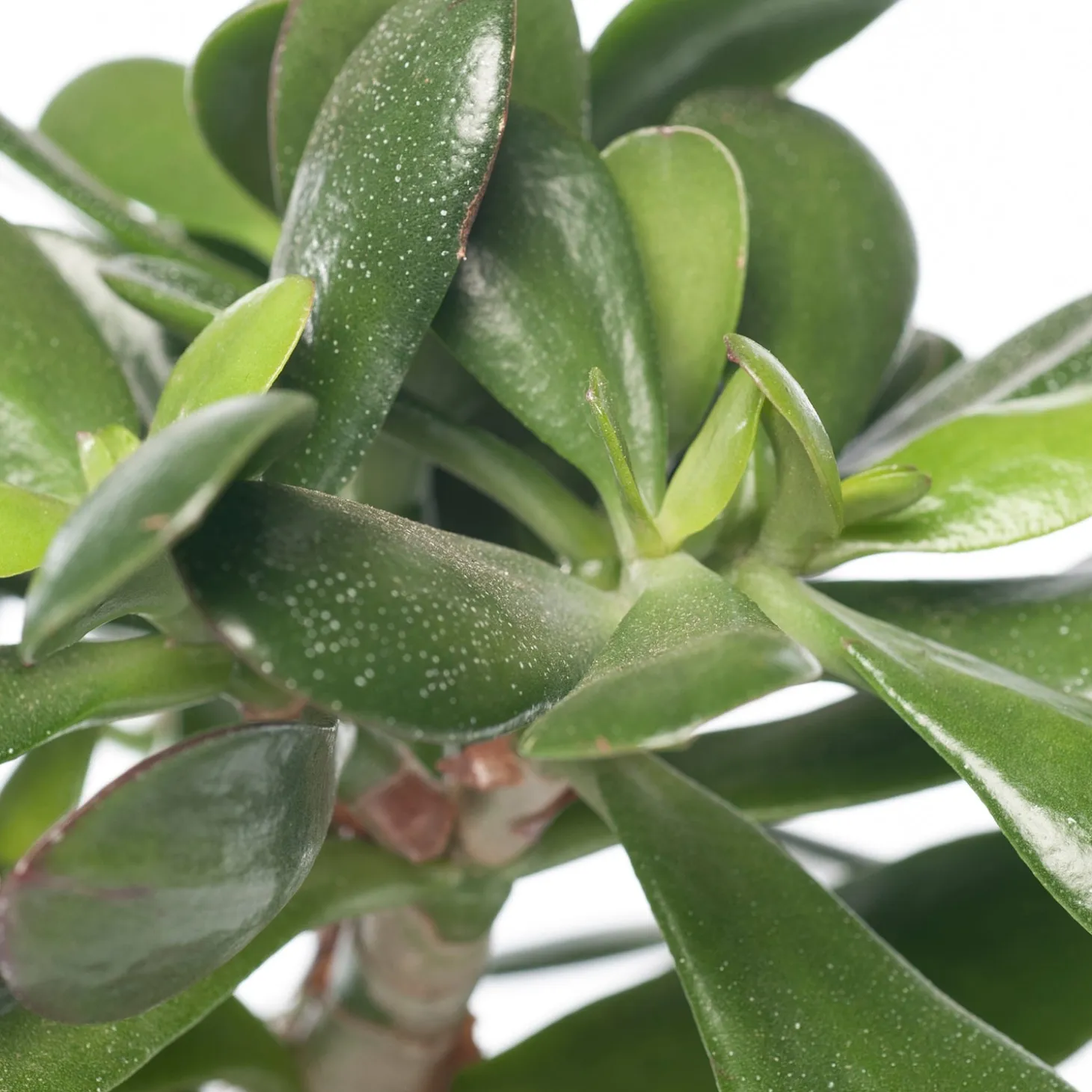 Crassula (Crassula ovata) D 17 H 25 cm