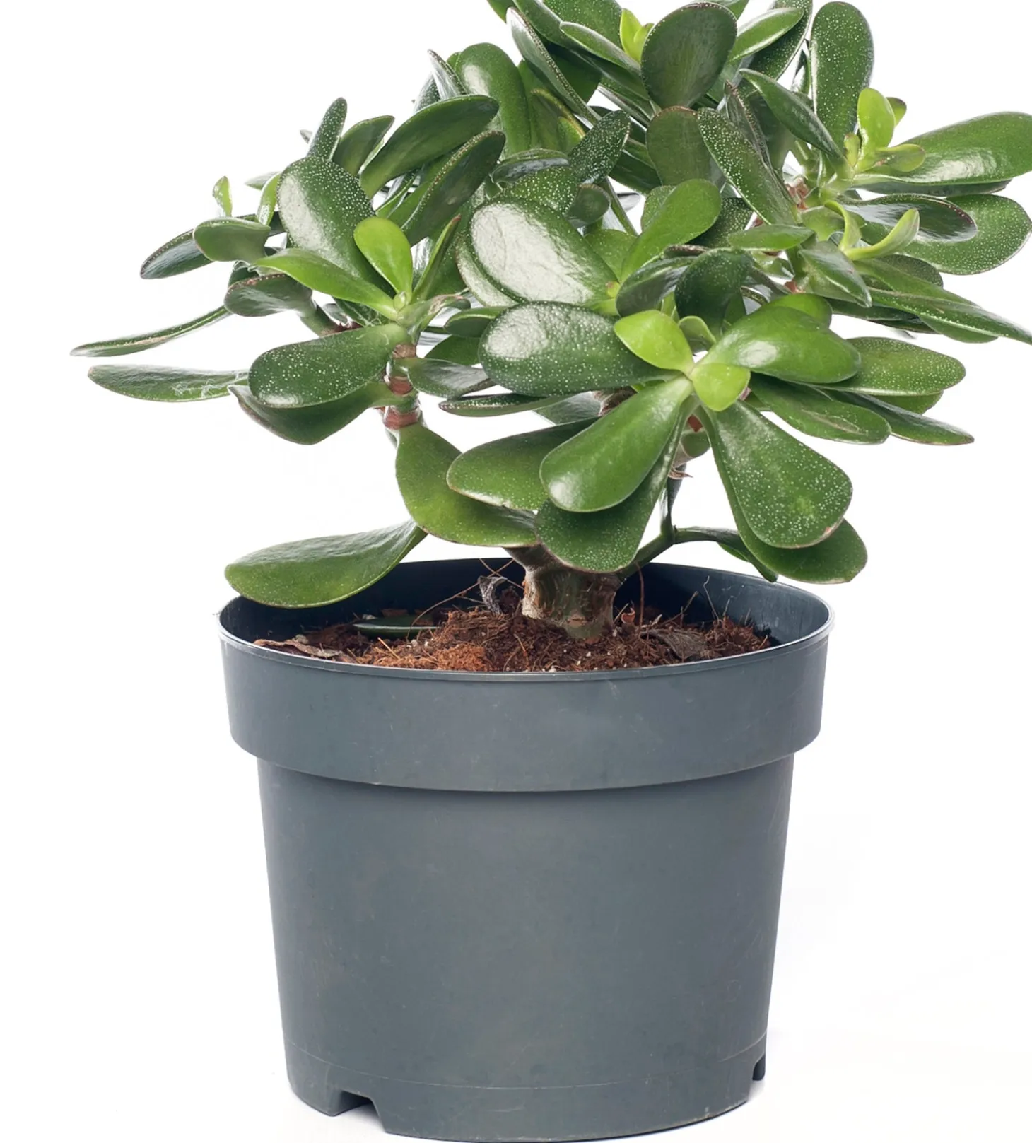 Crassula (Crassula ovata) D 17 H 25 cm