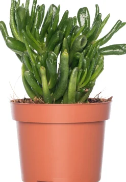 Crassula (Crassula ovata 'Hobbit') D 12 H 20 cm
