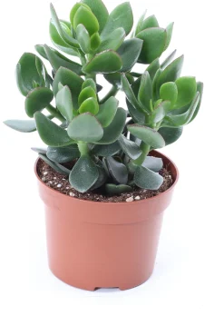 Crassula (Crassula ov. 'Hulk') D 12 H 18 cm
