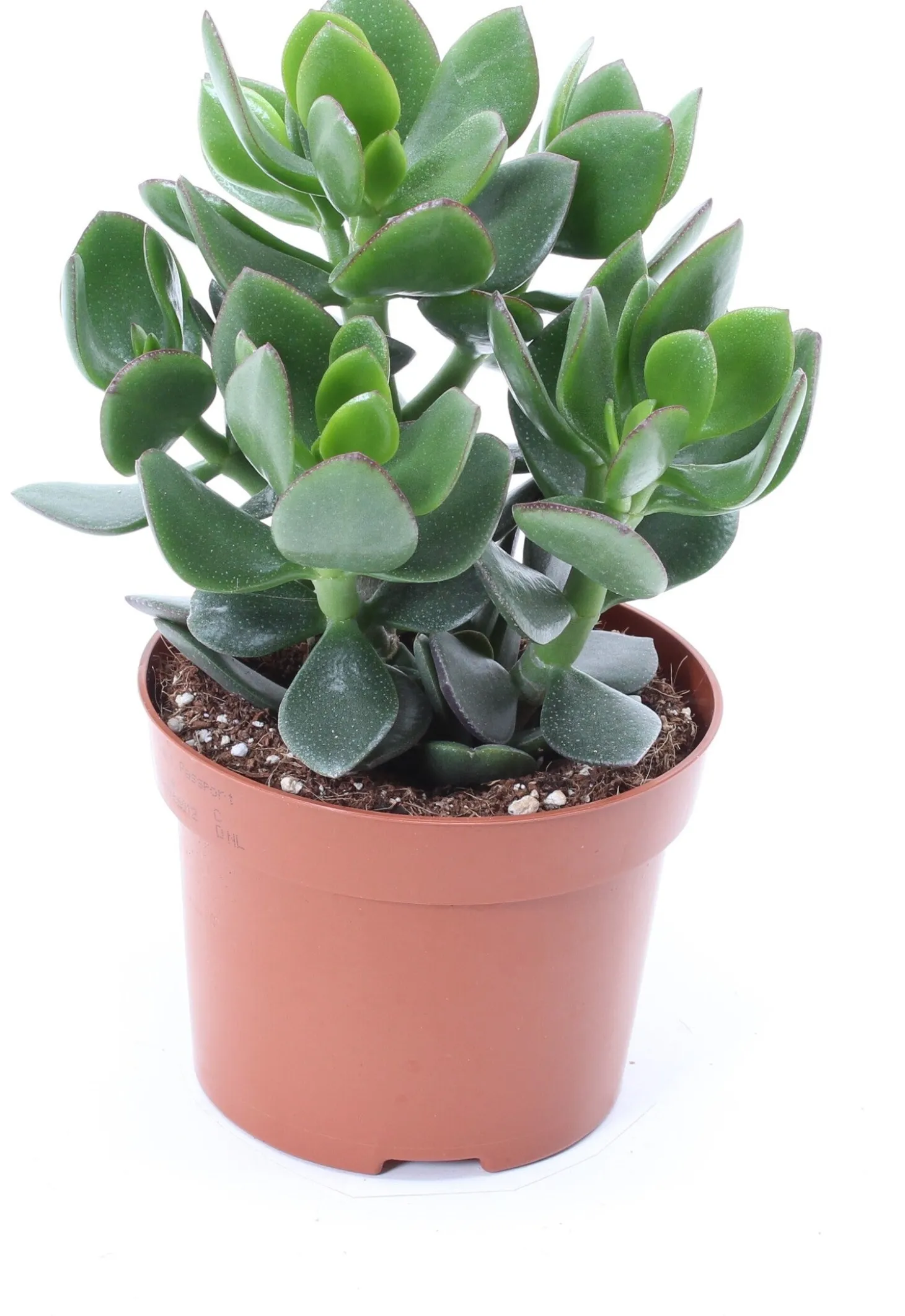 Crassula (Crassula ov. 'Hulk') D 12 H 18 cm