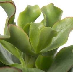 Crassula (Crassula undulatifolia 'Magic') D 12 H 17 cm