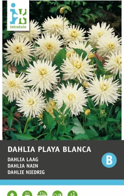 Dahlia (Dahlia cactus 'Playa Blanca')
