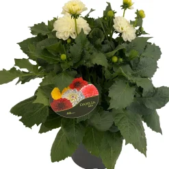 Dahlia (Dahlia 'Dalina Maxi Lopez') wit D 23 H 50 cm