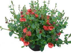 Diascia (Diascia) roze D 13 H 15 cm