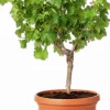 Druif (Vitis vinifera) D 25 H 60 cm