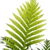 Dubbelloof (Blechnum) D 17 H 50 cm