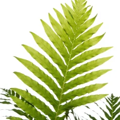 Dubbelloof (Blechnum) D 17 H 50 cm