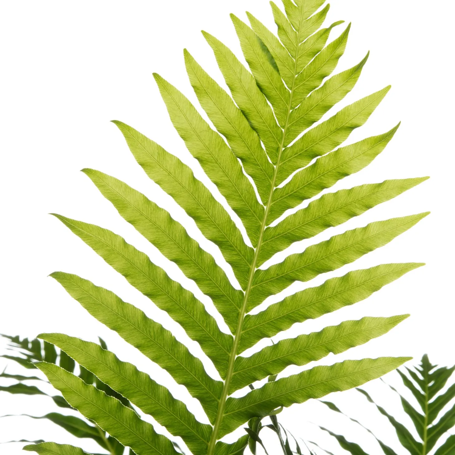 Dubbelloof (Blechnum) D 17 H 50 cm
