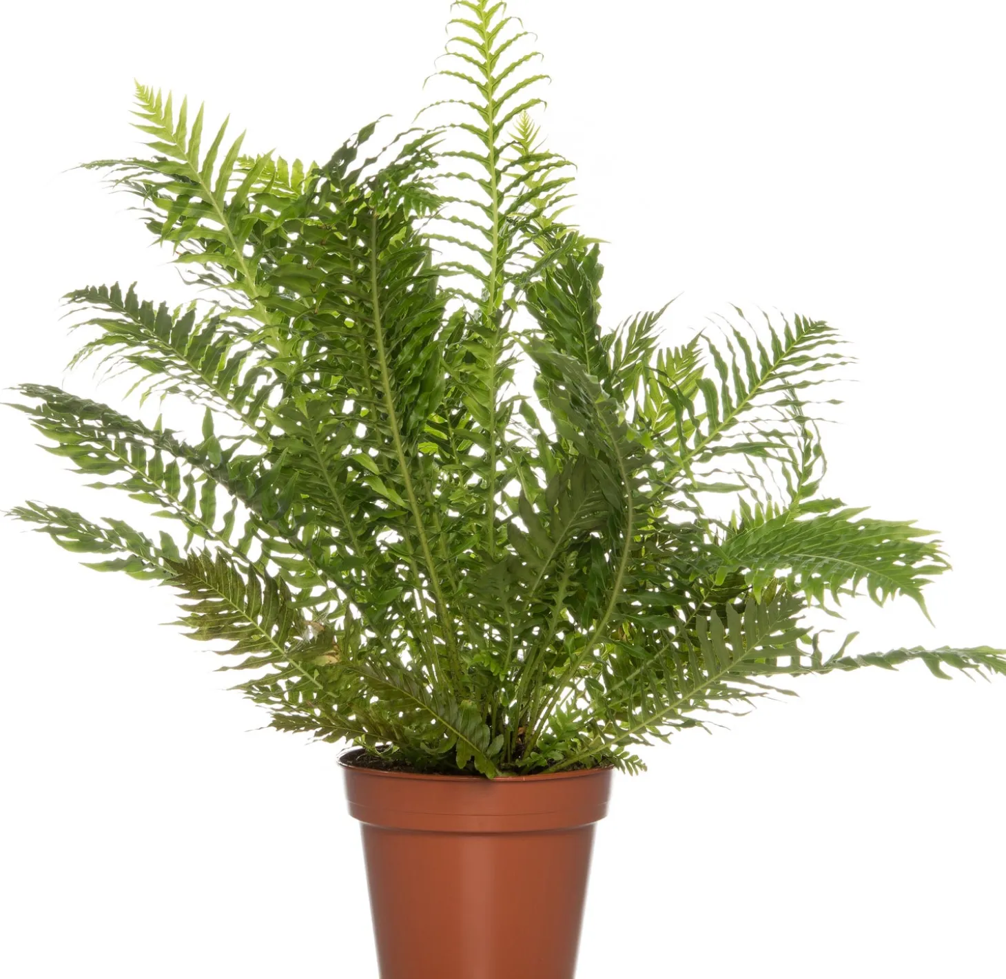 Dubbelloof (Blechnum) D 17 H 50 cm