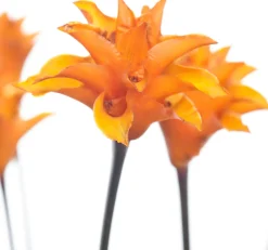 Eeuwige vlam (Calathea crocata 'Tassmania') D 14 H 40 cm