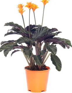 Eeuwige vlam (Calathea crocata 'Tassmania') D 14 H 40 cm