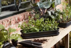 Elho Green Basics kweektray schotel L living black