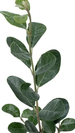 Feijoa (Acca sellowiana) D 26 H 50 cm