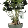 Flamingoplant (Anthurium andreanum 'Arrow') D 30 H 80 cm