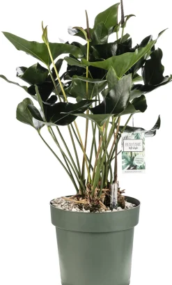 Flamingoplant (Anthurium andreanum 'Arrow') D 30 H 80 cm