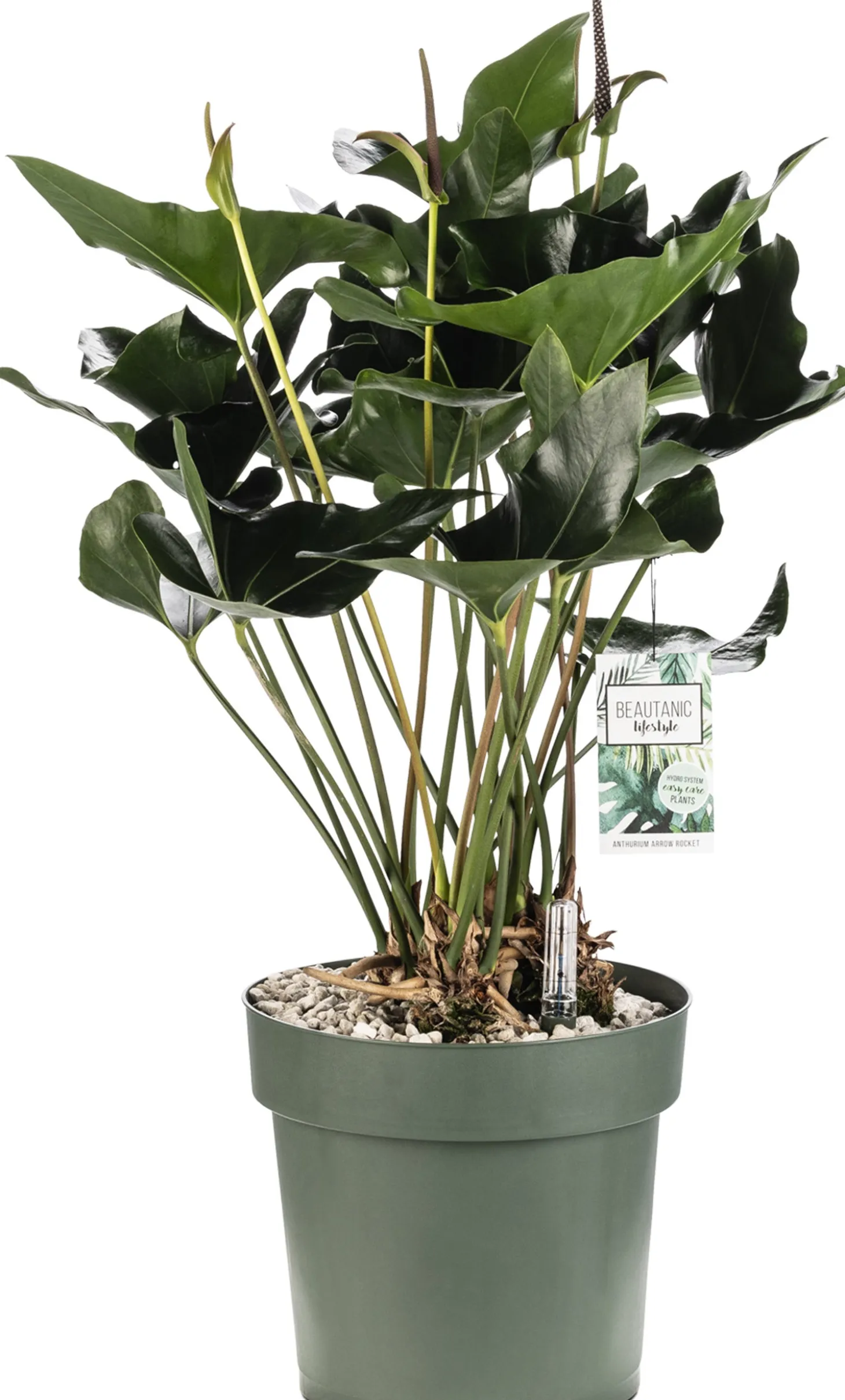 Flamingoplant (Anthurium andreanum 'Arrow') D 30 H 80 cm