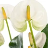 Flamingoplant (Anthurium andreanum 'White') D 12 H 35 cm