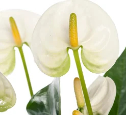 Flamingoplant (Anthurium andreanum 'White') D 12 H 35 cm