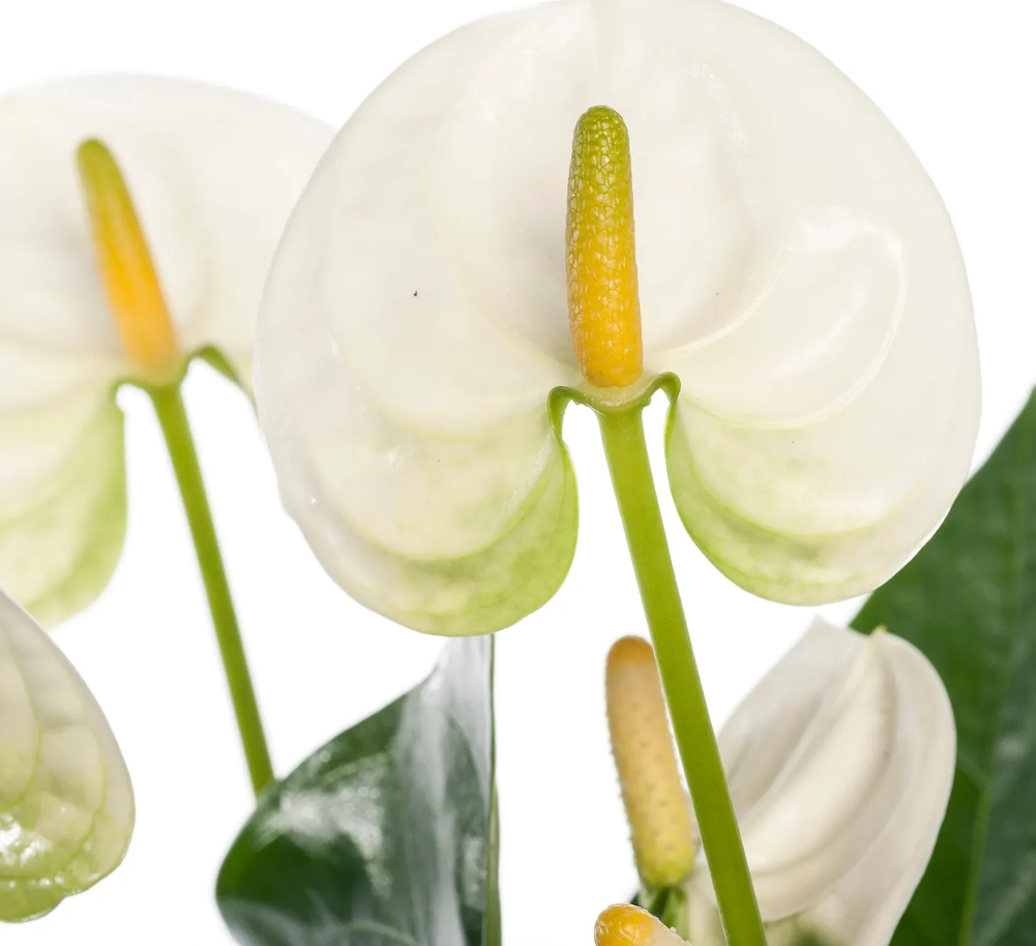Flamingoplant (Anthurium andreanum 'White') D 12 H 35 cm