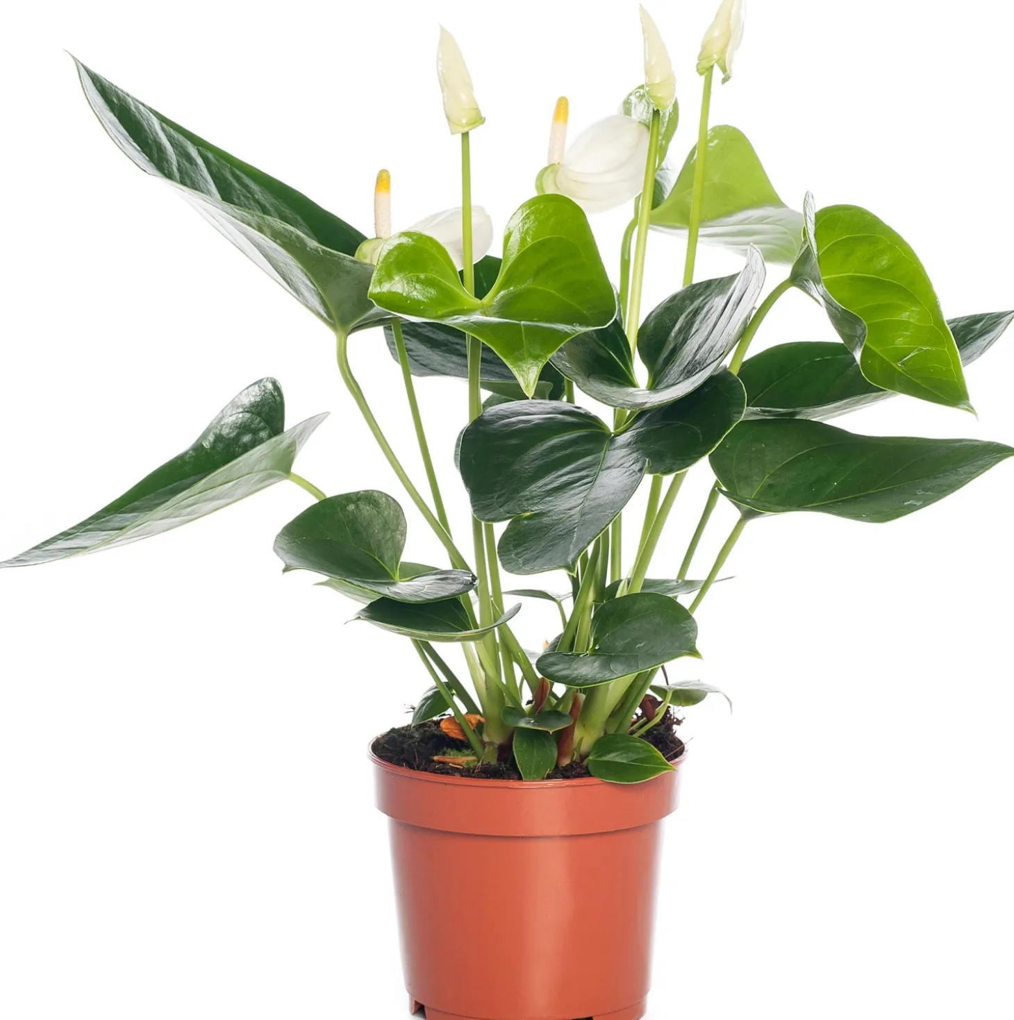 Flamingoplant (Anthurium andreanum 'White') D 12 H 35 cm