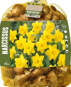 Florex bloembollen grootbloemige Narcis (Narcissus) geel 40 stuks