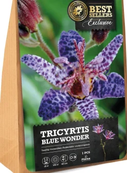 Florex bloembol Paddenlelie (Trycirtis 'Blue Wonder')